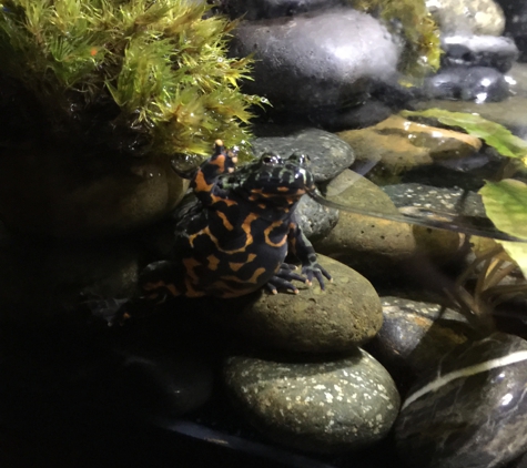 PetSmart - Port Saint Lucie, FL. Showing off it's fire belly. Beautiful