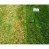 TruGreen gallery