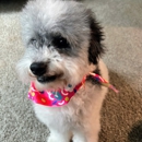 The Dog Stop - Spring - Pet Training