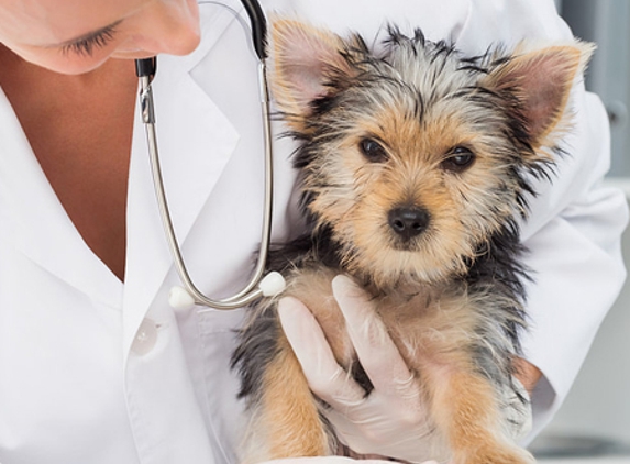 Colonel Light Veterinary Clinic - Colonel Light Gardens, SA
