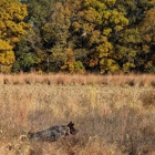 Sandy Run Hunt Co