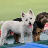 Bayside Pet Resort gallery