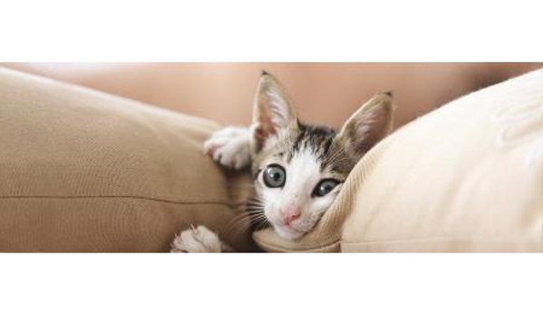 Stawell Veterinary Clinic - Stawell, VIC