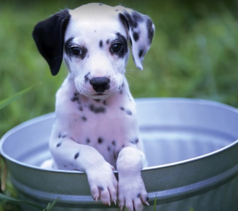 Metropolitan Animal Specialty Hospital (MASH) - Los Angeles, CA. Sponsored