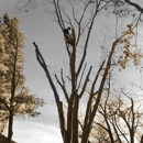 C.B. TREE DESIGN AND RESTORATION - Tree Service