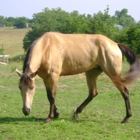 Cedar Springs Stables