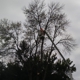 K. L. Tree Care and Removal