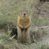 Oakridge Wildlife Control gallery