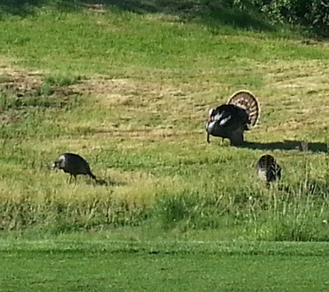 Morgan Creek Golf Club - Roseville, CA