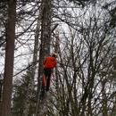 TorrisonTree Service - Arborists