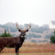 Mudcreek Deer and Wild Game Processing LLC