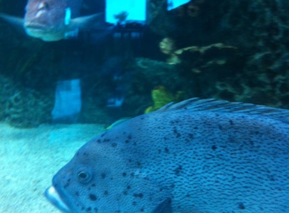 Aquarium - Kemah, TX