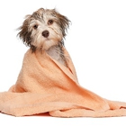 Faithful Companions Pet Grooming