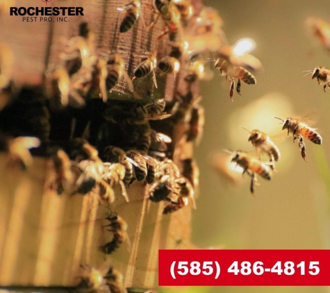 Rochester Pest Pro, Inc. - Rochester, NY