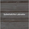 Salkehatchie Labrador gallery