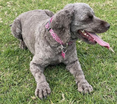 Leanne's Passion Pet Salon - Greystanes, NSW. My fur baby