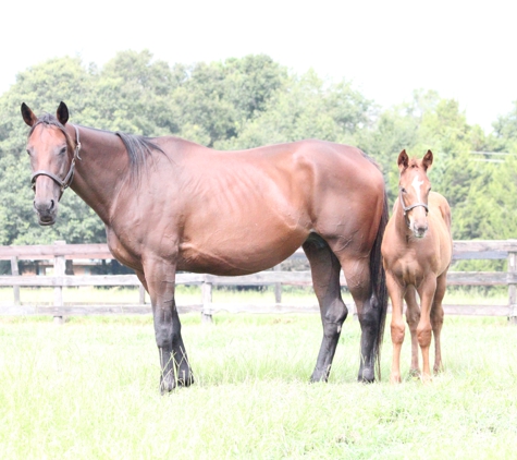 Twin Stars Equine, LLC - Ocala, FL