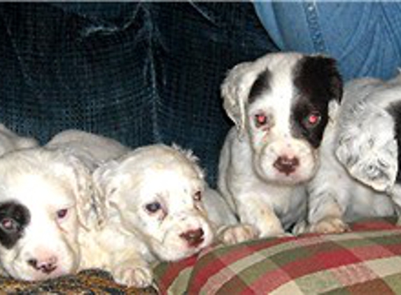 Mountain View Llewellin Setter Kennel - Bonnieville, KY