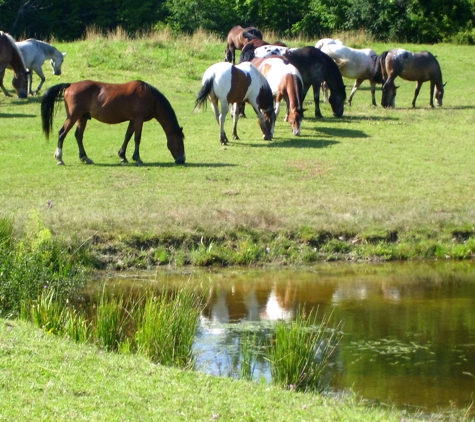 Maybury Brook Stables, - Mc Graw, NY