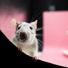 Done Right Rodent Proofing