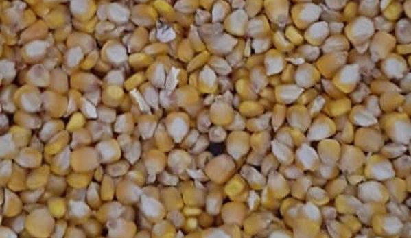 Boylans Garden & Pet Supplies - Bundaberg Central, QLD