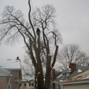 Trapper's Tree Service - Tree Service