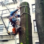 Ralph Padilla Certified Arborist