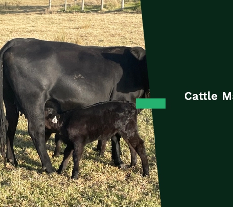 Pat Morrissey Agricultural Contracting - Red Hill South, VIC. Cattle Management Services