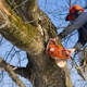 Legacy Tree Service LLC