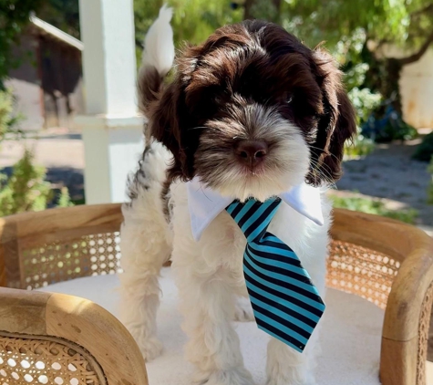 Loving Labradoodles - Morgan Hill, CA