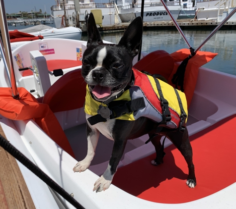 Eco Boat Rentals - San Diego, CA. Dog Friendly Water experience in San Diego