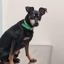 Silicon Valley Pet Clinic - Veterinary Clinics & Hospitals