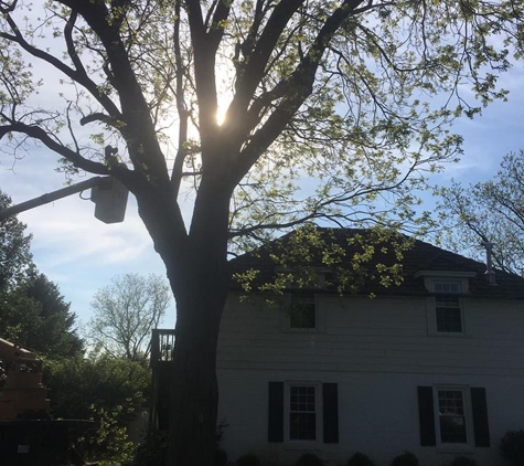 AAA Tree Service - Granville, IL