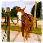 Good Hope Equestrian Traning Center