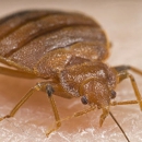 AMPM Exterminators - Pest Control Services-Commercial & Industrial