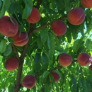 B & B Fruit Stand - Fruit & Vegetable Markets