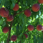 B & B Fruit Stand