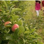 Boyer Nurseries & Orchards Inc