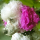 Milly's Dog Grooming - Dog & Cat Grooming & Supplies