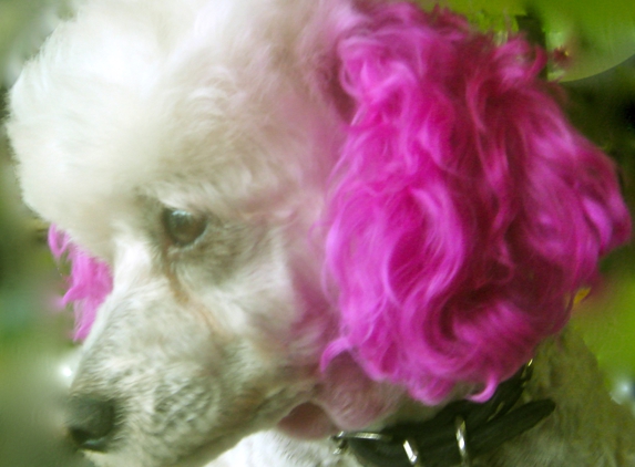 Milly's Dog Grooming - Spring Valley, CA