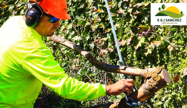 E and J Sanchez Tree Service - Fresno, CA. Palm and Tree Trimming, Pruning & Removal. Call us for a free quote!