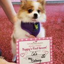 Woof Gang Bakery & Grooming Wesley Chapel - Pet Grooming