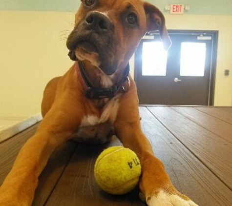 TailWaggers Doggy Daycare - Cincinnati, OH