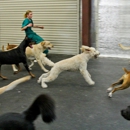 Puppy Palace - South Tampa - Pet Boarding & Kennels