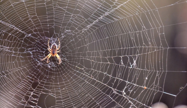All Pest Solutions - Whiteside, QLD
