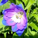 Blue Tango Gardening Services - Gardeners