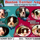 Boston Terrier Angels