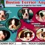 Boston Terrier Angels