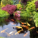 Champion Koi Ponds - Ponds & Pond Supplies