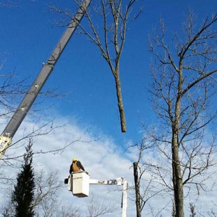 Hinman Tree Service - Collins, OH